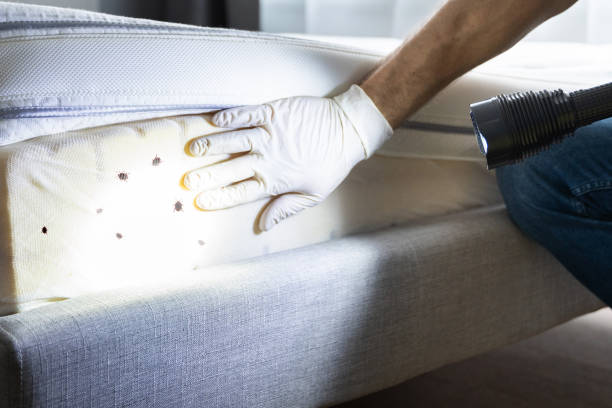 Best Exterminator Services  in Vincent, CA