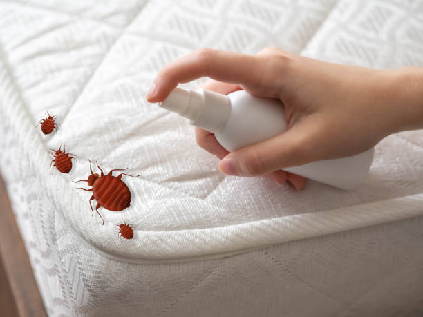 Wasp Removal Services in Vincent, CA